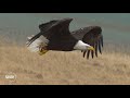 Detailed SloMo of Eagle in Flight (1000fps) #eagles #slomo #nature