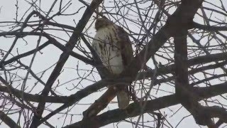 Christo, the Tompkins Square red-tailed hawk, in a blizzard, Pt 2