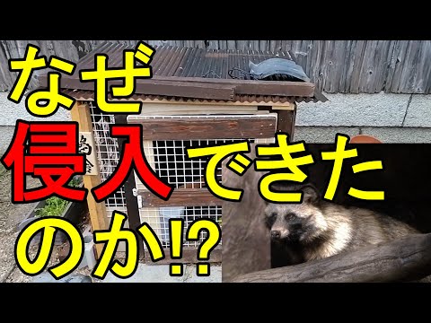 鶏小屋にネズミを近づけないようにする方法は？げっ歯類に対する解決策とヒント  庭園