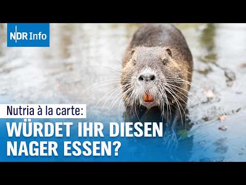 Video Thumbnail: Nutria im Restaurant: Jäger bringt invasive Art als Lebensmittel auf den Teller | NDR Info