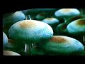 Closing To Avatar 2009 DVD