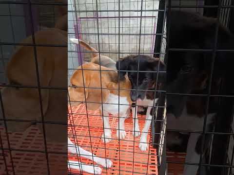 meet my Pets #doglover