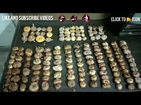 31 how to grow Gladiouls flower bulbs video by-Gurjit Singh s.2018