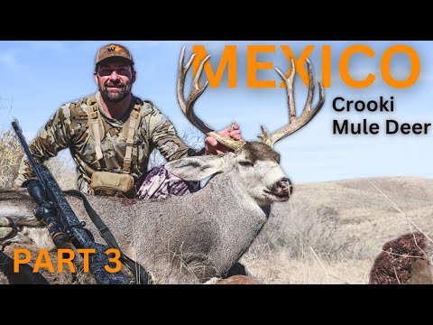 Old Bruiser — Mexico Coues Deer