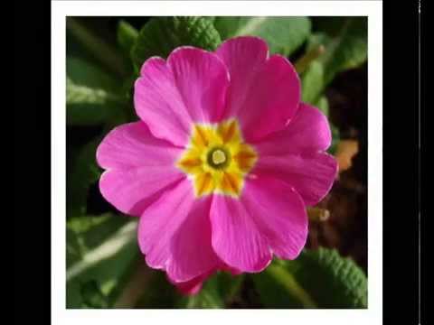 Alan Watts - Trust In The Universe Like Another