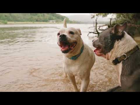 Dog Loves And Enjoying