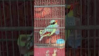 Download lagu Masteran Burung Jovin / Burung Ekek Keling Gacor mp3