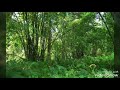 Pranamam Song With Nature