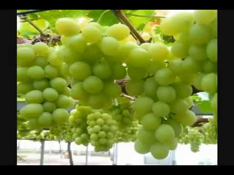 Surah Rahman Qari Obaid Ur Rehman part 1/2 With Beautiful Movie