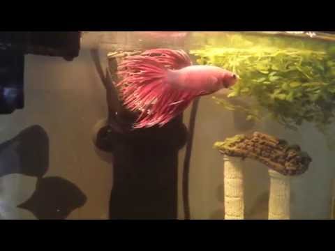 My betta fish swimming around in his tank