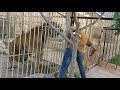 Huge Siberian Tiger Provoked by Zookeeper 2...Iraq\Duhok City