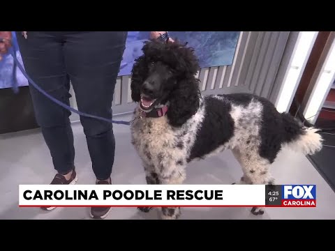 Four Legged Friends: Sister - YouTube