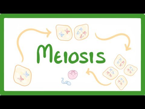 GCSE Biology - Meiosis  #70