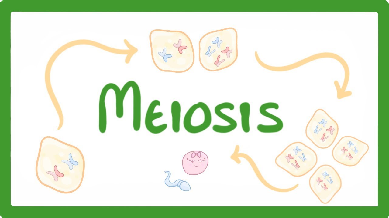 GCSE Biology - Meiosis  #70