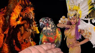 Conures Are Like Carnival