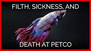 The True Cost of Selling Betta Fish: Filth, Sickness, and Death at Petco