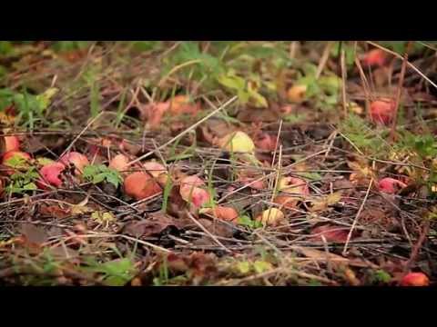 DenDärTim - Fallfrukt