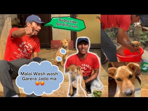 Hinata (dog) lai wash 🧼 gardeko Aaja manena 😀🤣#dog // #sudarshan #video #subscribe