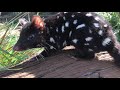 Cutest Quoll Ever
