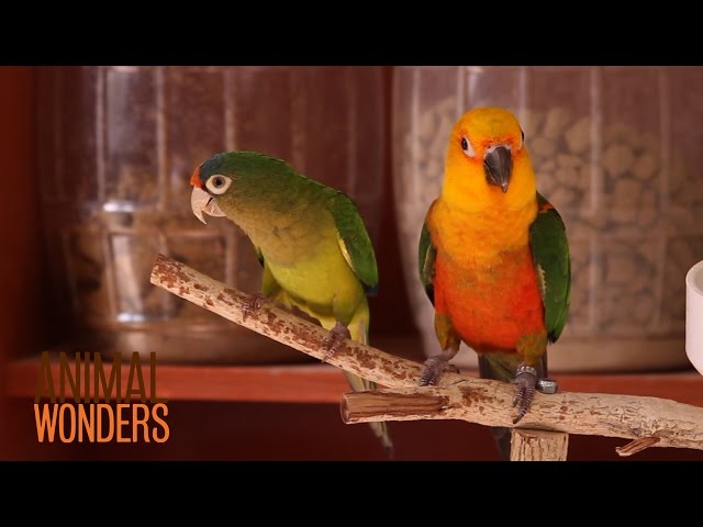 Προφορά βίντεο Psittacidae στο Αγγλικά