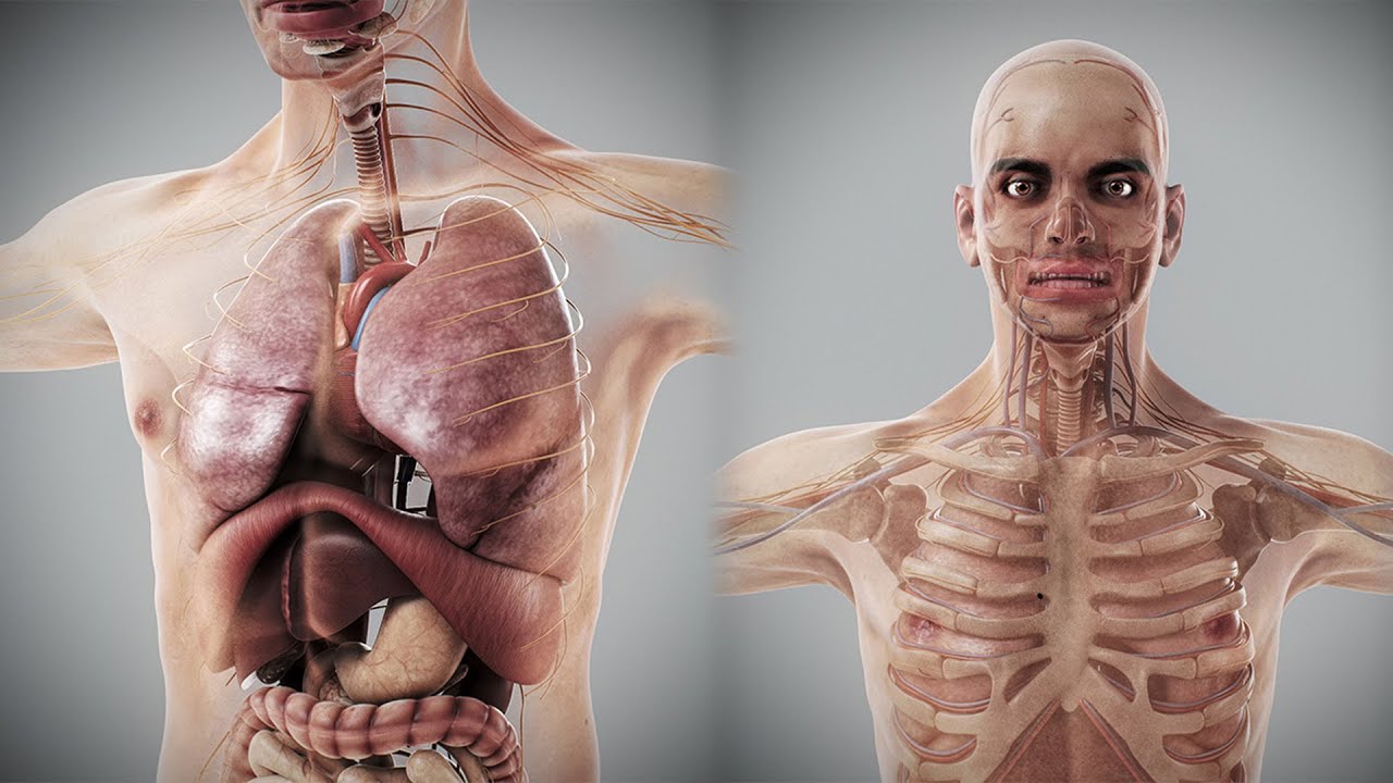Human Male Anatomy 3D Model