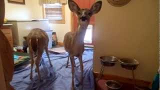 Deer using dog door