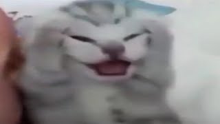 Cover art for kitty meow meow