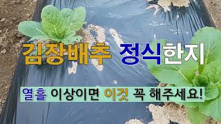 김장배추 정식한 지 열흘 이상이면 이것 꼭 해주세요! #주말농장 #김장배추 #병충해 방제.