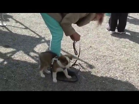 H -litter of Silent Storm 7 1/2 weeks- The big adventure