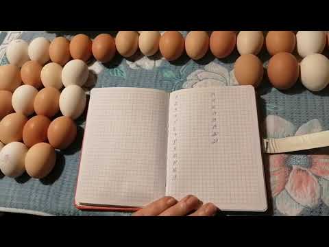 , title : 'Инкубация куриных яиц. Пошагово каждый этап. Инкубация от А до Я.'