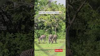Mini safari experience in Ghana #VisitGhana