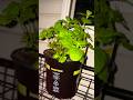I’m going to plant this spearmint tomorrow Yerba Buena y’all stay tone to watch #plants