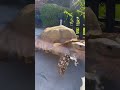 How I Walk Tiptoe He Gets Extra Snacks Along The Way