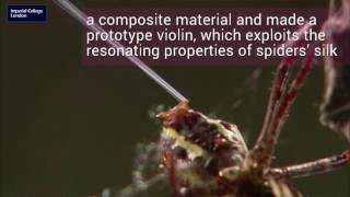 Vibrating qualities of spiders’ silk exploited in prototype violin to create new sound