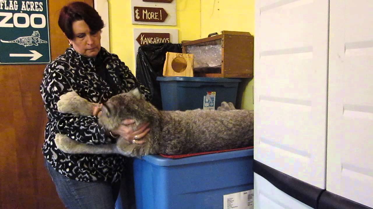 Max Canada Lynx One-on-One