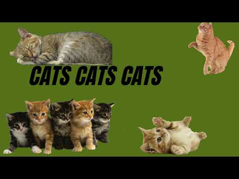 ｃＡｔＳ ｄＯ ＹｏＵ ｌｉＫｅ ＣａｔＳ？ 𝕎𝕒𝕥𝕔𝕙 𝕥𝕙𝕚𝕤