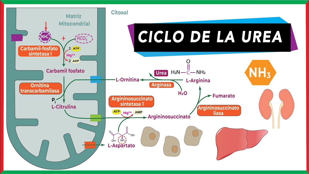 Ciclo de la urea | Catabolismo de aminoácidos