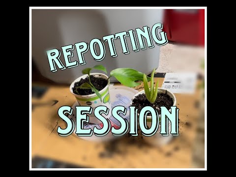 Repotting Session