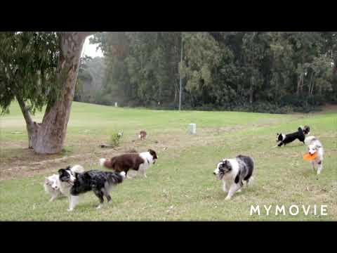 Dogs!!! A Mans Best friend 😊