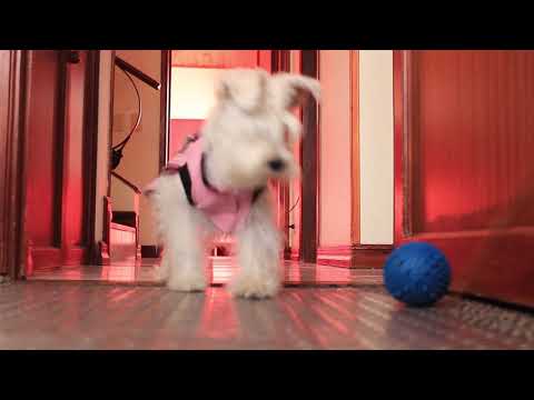 Documental de minuto y medio