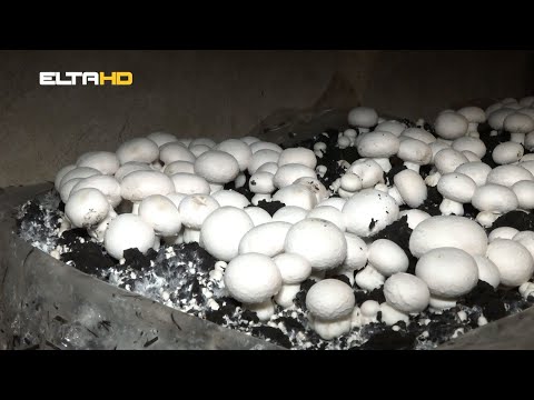 BL HRONIKA 04 10 22 - GLJIVARSTVO