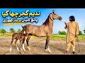 Premium Breeder Mare For Sale In Pakistan Top Bloodline Desi Horse