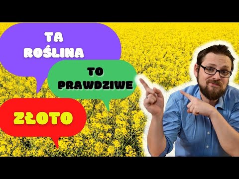 Jedna z ciekawszych i bardziej niedocenianych roślin okrytonasiennych. Znaczenie okrytonasiennych!