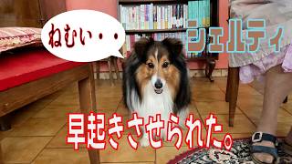 【シェルティ】早起きさせられた【フランス田舎暮らし🇫🇷】#犬の散歩 #賢い犬 #犬のいる暮らし #マイペースな犬