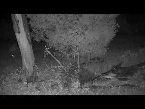 Djuma: Female Impalas with lambs - 03:47 - 02/01/2023