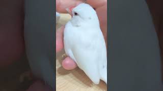 手から離れたくないピーコ✋️