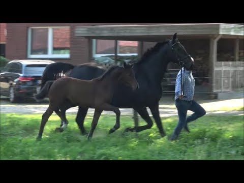 *2019 Stute von Benefit - Fidertanz