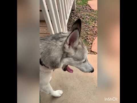 Ibby the best dog ever! Season 2 episode 2