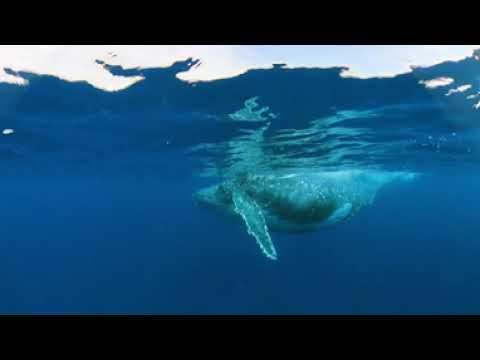 奄美大島ホエールスイム体験
