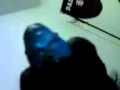 Paul The Gorilla